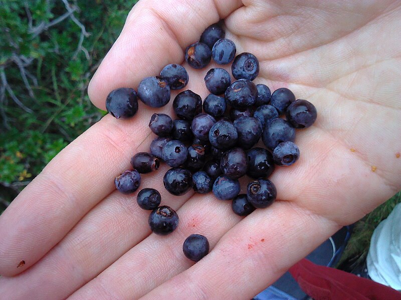 File:Wild blueberries from the alps.jpg