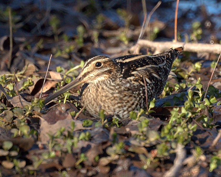 File:Wilsons Snipe (5572263593).jpg