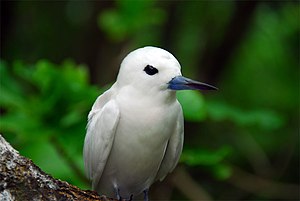 De Witte stern, een vogel die wel vaker symbool staat voor de Seychellen