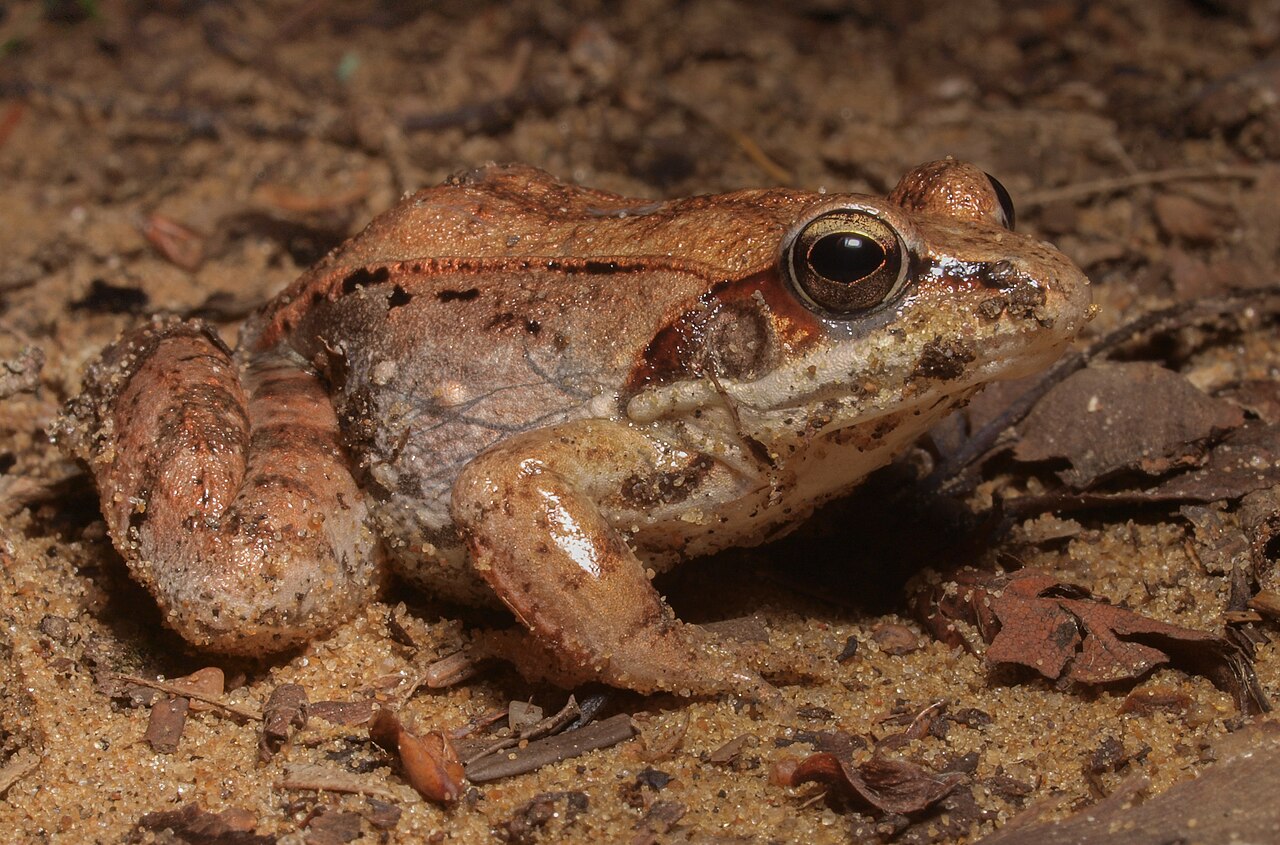 File:Baby Wood Frog (8451816629).jpg - Wikimedia Commons