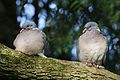 * Nomination Wood pigeons (Columba palumbus), Cumnor Hill, Oxfordshire --Charlesjsharp 08:17, 24 June 2016 (UTC) * Promotion Good quality. --Marrovi 04:16, 28 June 2016 (UTC)