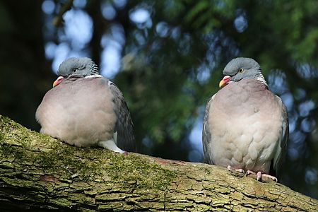 Wood pigeons (Columba palumbus) in Oxfordshire