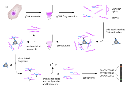 Workflow of DRIP-seq Workflow of DRIP-sequencing.svg