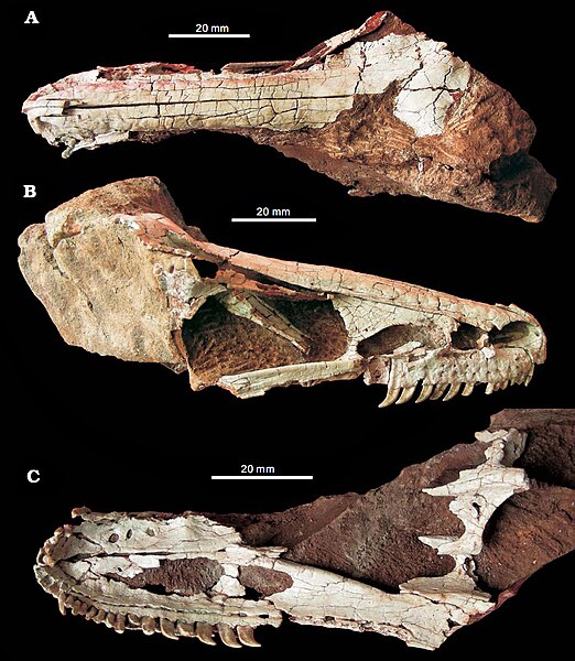 File:Xixiasaurus skull.jpg