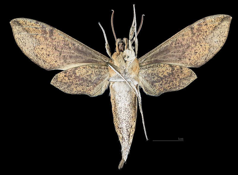 File:Xylophanes schausi MHNT CUT 2010 0 357 Tingo Maria Peru male ventral.jpg