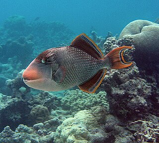 <span class="mw-page-title-main">Yellowmargin triggerfish</span> Species of fish