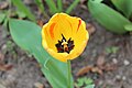 Yellow tulip gelbe tulpe.jpg