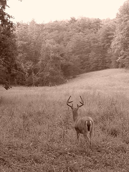 File:Young buck at Cades Cove.JPG