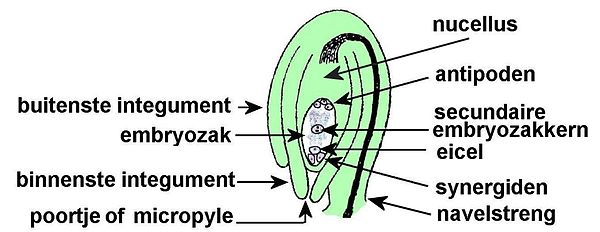 anatrope zaadknop schematisch