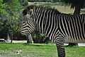 12. A zebra at Africam Safari Park, Valsequillo, Puebla, México.