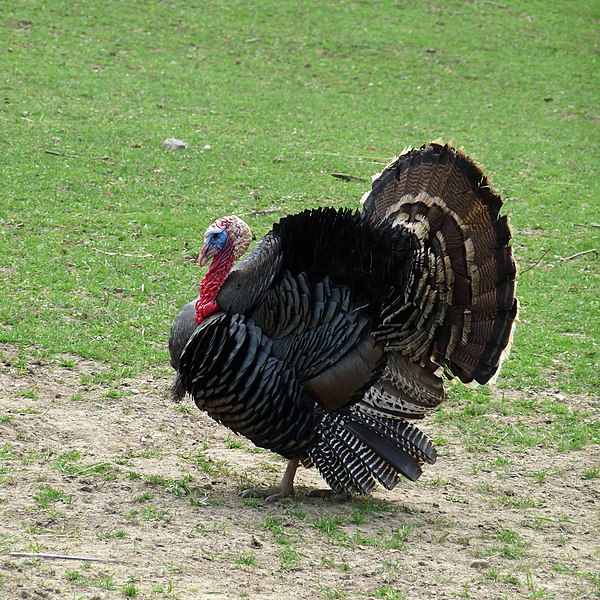 File:Zoo Tábor-Větrovy, krocan 01.jpg