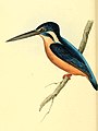Zoological Illustrations Volume I Plate 50.jpg