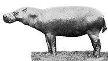 Arkeopotamus harvardi (Coryndon 1977).jpg