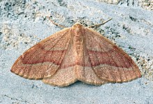 (1962) Barred Red (Hylaea fasciaria) (9257559796).jpg