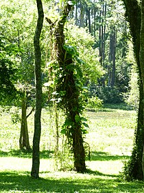Forêt dense aux environs de la ville de Gobernador Virasoro, région aux fortes précipitations d'été, à proximité de la province de Misiones.