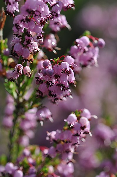 File:Η Ερείκη ή σπονδυλανθής (Erica manipuliflora), Νήσος Αλόννησος, Σποράδες, Μαγνησία, Θεσσαλία.jpg