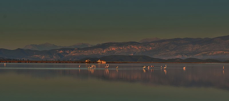 File:Φλαμίνγκο στην λιμνοθάλασσα του Μεσολογγίου, Λούρος, Νεοχώρι.jpg