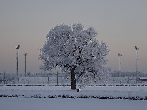 Одиноко растущее дерево 1 2