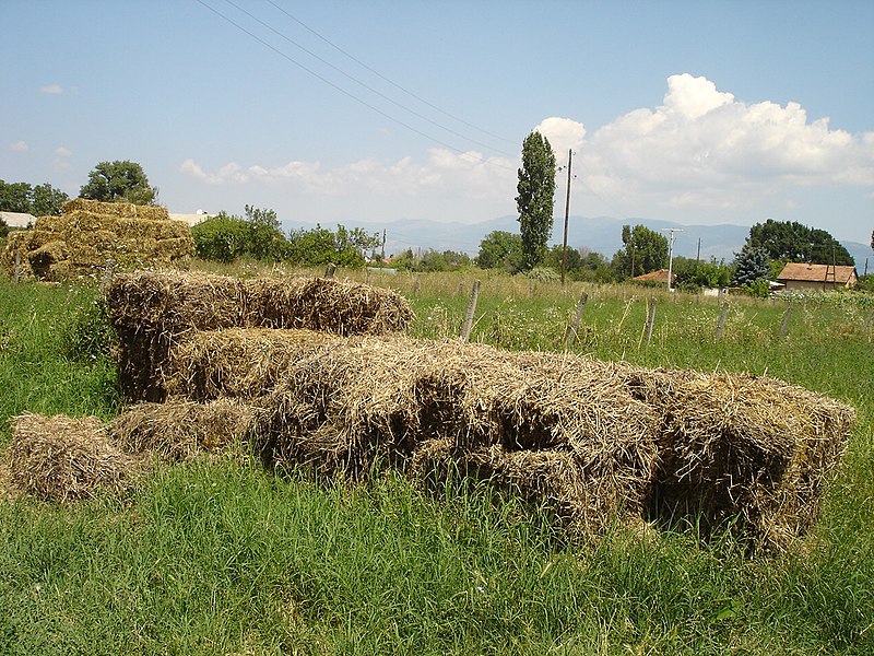 File:Сено во бали во Драчево 02.jpg