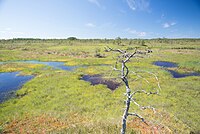 Pantano de Sestroretsk (complejo de lagos).jpg