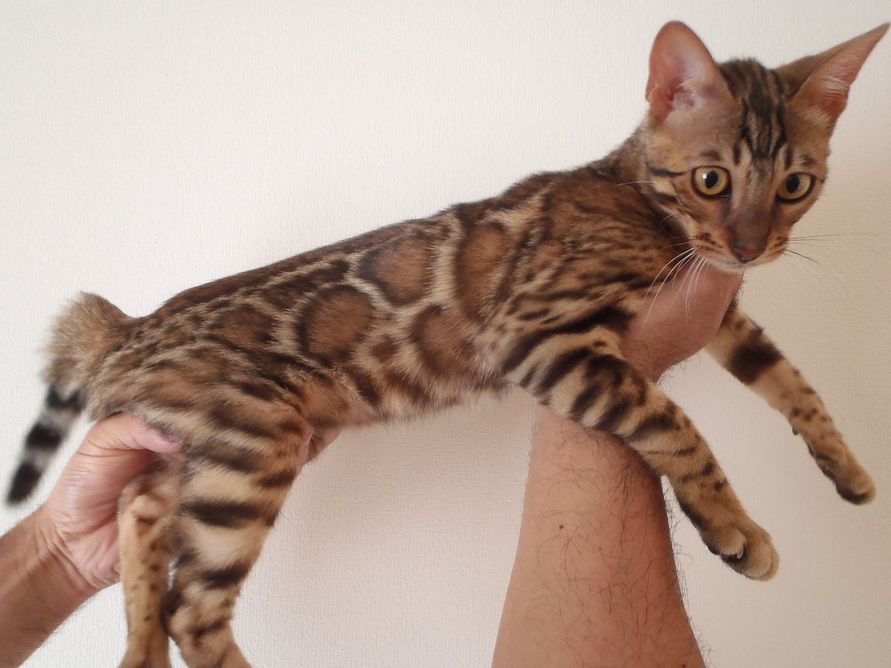ファイル ベンガル猫 ６ヶ月齢 Jpg Wikipedia