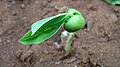 (Canavalia lineata) sprout at Madhurawada.JPG