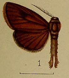 01-Arbela theivora = Indarbela theivora (Hampson 1910) .JPG