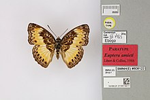 013674611 Euptera amieti Collins amp; Libert 1998 PT.jpg