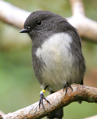 <span class="mw-page-title-main">South Island robin</span> Passerine species of bird native to New Zealands South Island