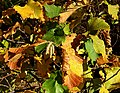 Corylus avellana, folia autumno