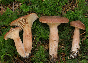 2007-07-14 Lactarius rufus 1.jpg