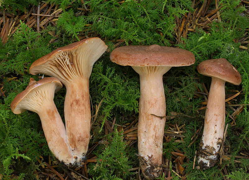 File:2007-07-14 Lactarius rufus 1.jpg