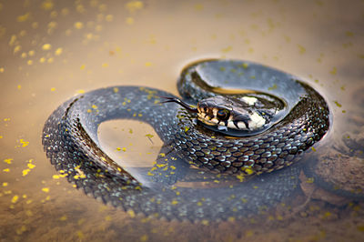 Водяная змейка. Масковая водяная змея. Змея водяная глянцевая. Водяные змеи ночные. Травяная змея.