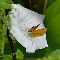 Rostfarbiger Dickkopffalter - Ochlodes sylvanus, Weibchen