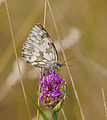 Schachbrettfalter - Melanargia galathea