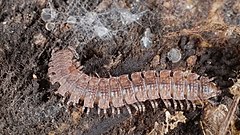 Description de l'image 2014.09.20.-6-Kaefertaler Wald-Mannheim--Tausendfuesser-Polydesmus angustus.jpg.