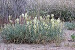 Thumbnail for Astragalus flavus