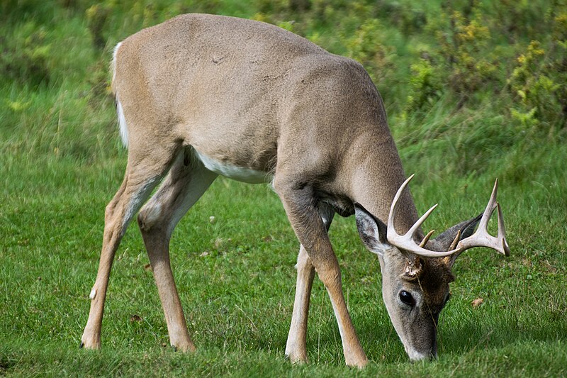 File:2016-09 zoo sauvage de Saint-Félicien - Odocoileus virginianus 04.jpg