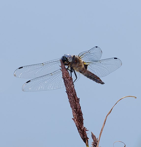 File:2016.06.22.-01-Vogelstangsee Mannheim--Spitzenfleck-Maennchen.jpg