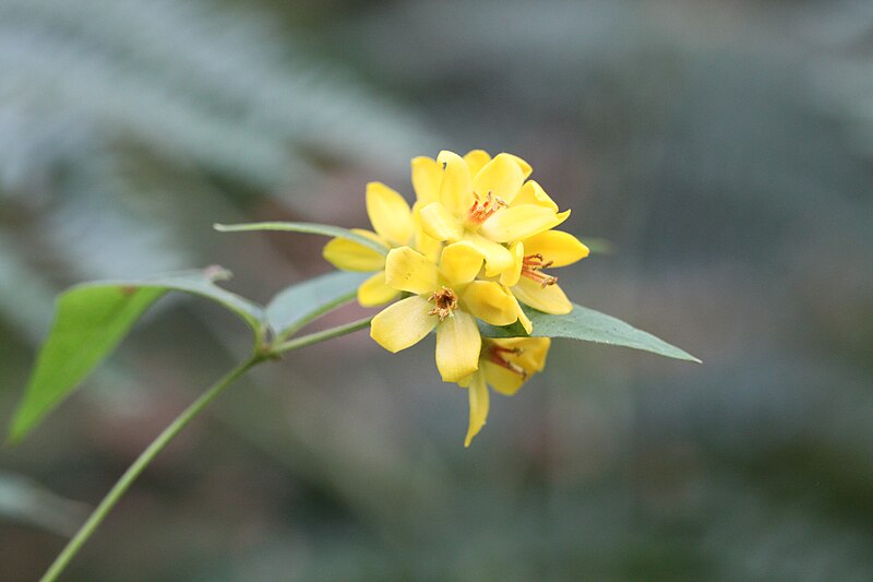 File:2016 08 15 Lysimachia vulgaris.jpg