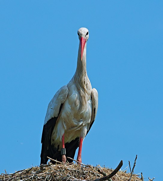 File:2018.05.12.-08-Sandtorfer Aecker-Mannheim-Sandhofen--Weissstorch.jpg