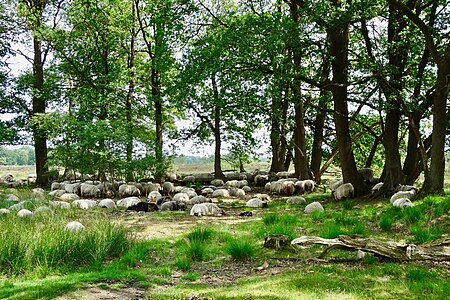 Tập_tin:20180531_Rustende_Schapen_Balloerveld.jpg