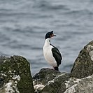 Chatham shag (Leucocarbo onslowi)