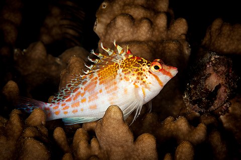 Dwarf hawkfish