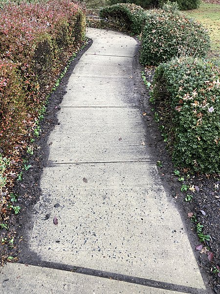 File:2022-12-03 14 23 48 Freshly-planted pachysandra cuttings (with bulbs underneath) along a sidewalk leading to the front door of a house along Aquetong Lane in the Mountainview section of Ewing Township, Mercer County, New Jersey.jpg