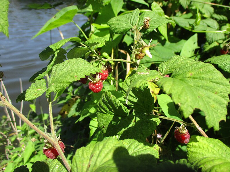 File:20220706Rubus idaeus1.jpg