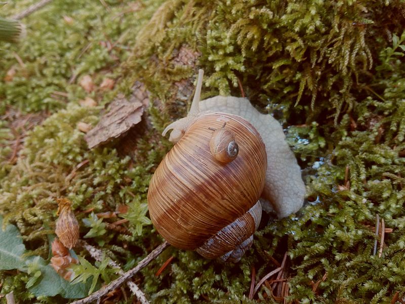 File:2 Schnecken.jpg