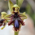 Ophrys speculum subsp. lusitanica flower Portugal - Algarve