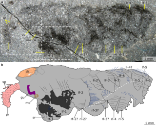 <i>Mieridduryn</i> An opabiniid-like panarthropod