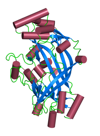 <span class="mw-page-title-main">SCARB2</span> Protein-coding gene in the species Homo sapiens